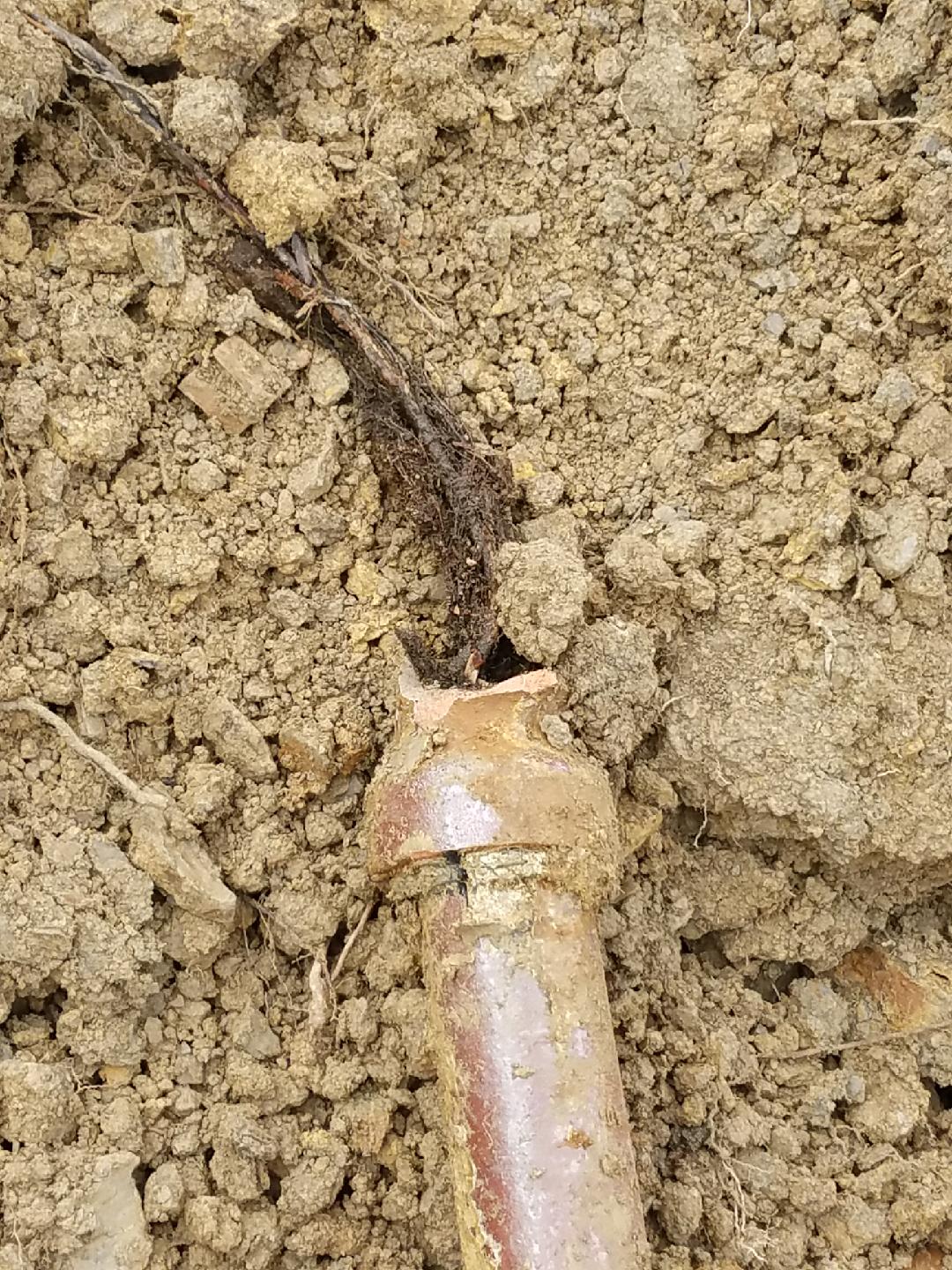 Lateral sewer line blocked with tree roots growing through sewer pipes