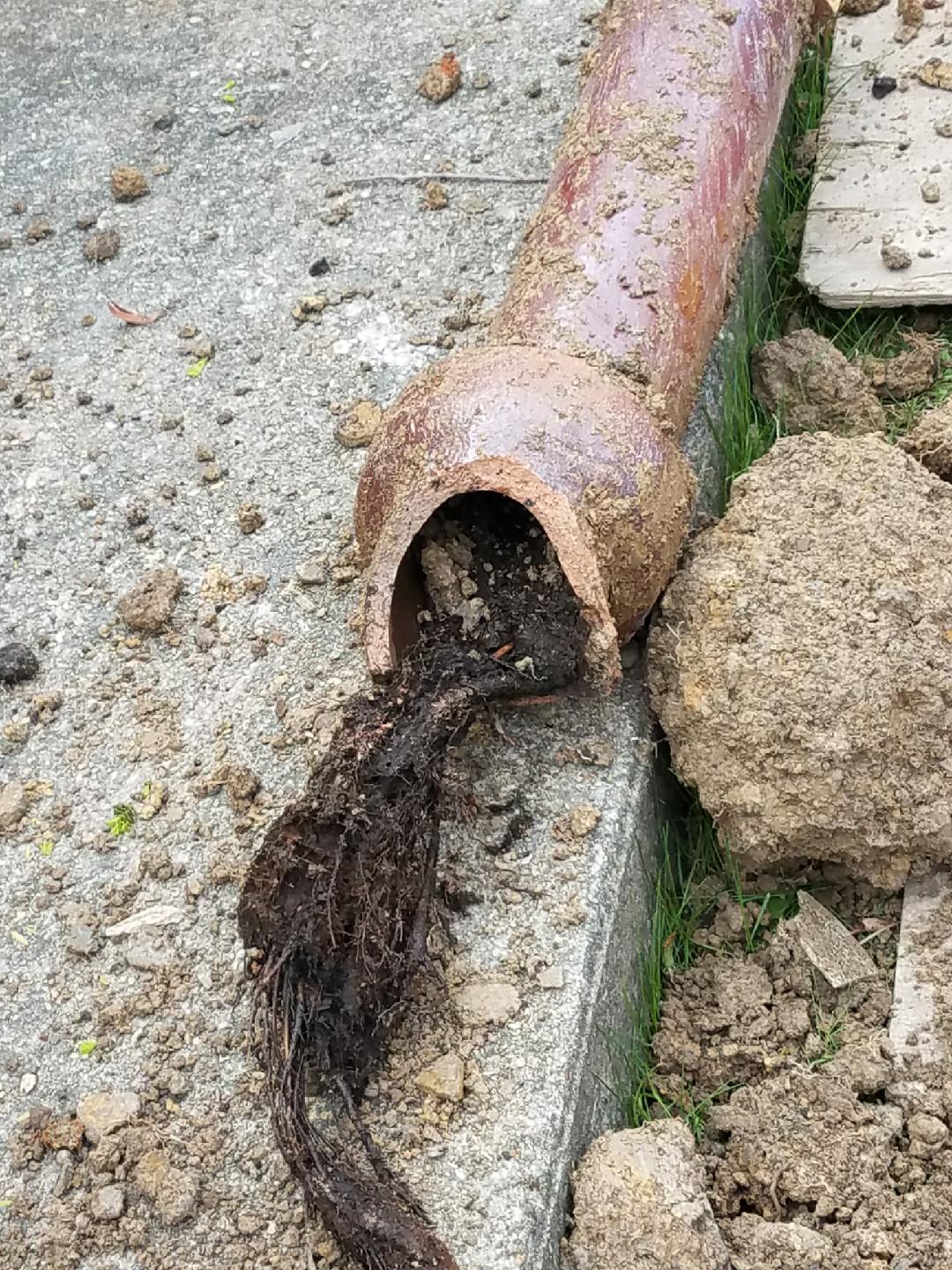 tree roots in sewer pipes